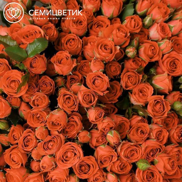 Букет из 51 оранжевой кустовой розы 40-50 см (Россия)