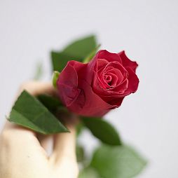 Роза (Кения) 40 см Красная﻿ поштучно