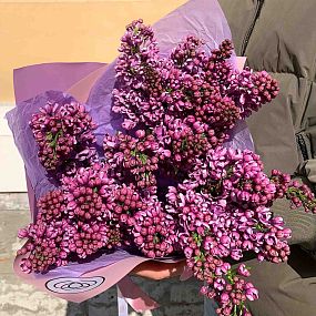 Букет из 7 веток сирени