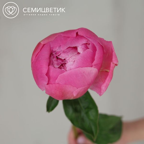 Букет из 51 ярко-розового пиона Flemming Premium в сиреневой упаковке