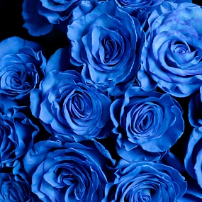 Букет из 15 синих роз 60 см (Эквадор) в упаковке