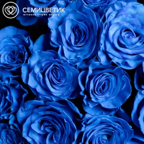 Букет из 15 синих роз 60 см (Эквадор) в упаковке