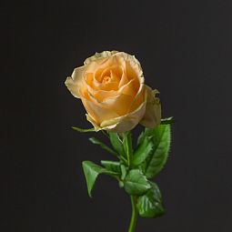 Роза (Кения) 40 см Персиковая поштучно