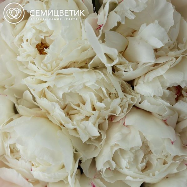 Букет из 15 белых пионов Kelway`s Glorious Premium в розовой упаковке