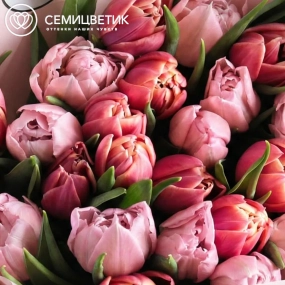 Букет из 25 розовых и нежно-розовых пионовидных тюльпанов
