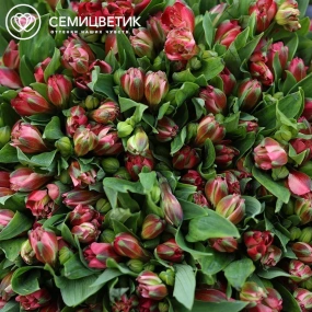 Букет из 51 красной альстромерии в бордовой пленке