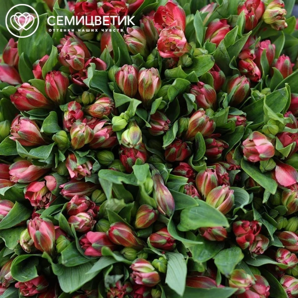 Букет из 51 красной альстромерии в бордовой пленке