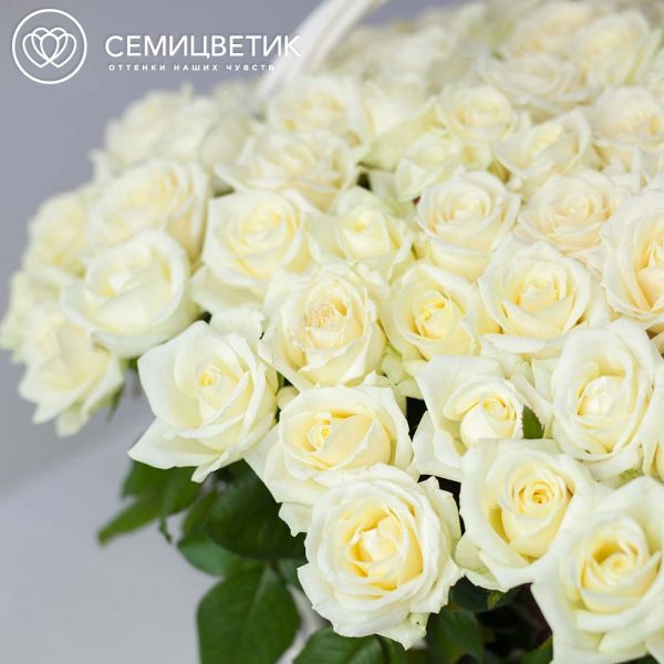 Композиция из 151 белой розы (Россия) в корзине