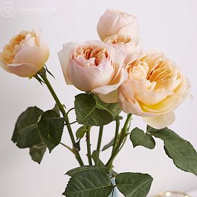 Букет из 5 персиковых пионовидных роз Juliet 50 см (Эквадор)