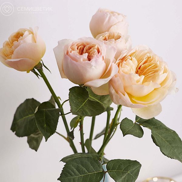 Букет из 5 персиковых пионовидных роз Juliet 50 см (Эквадор)