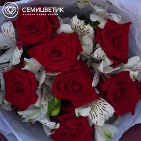 Букет из 7 красных роз 35-40 см (Россия) и 4 белых альстромерий в бордовой пленке