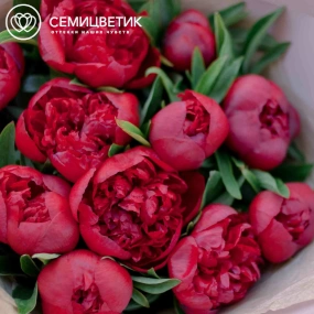 Букет из 11 бордовых пионов Standart в сиреневой пленке