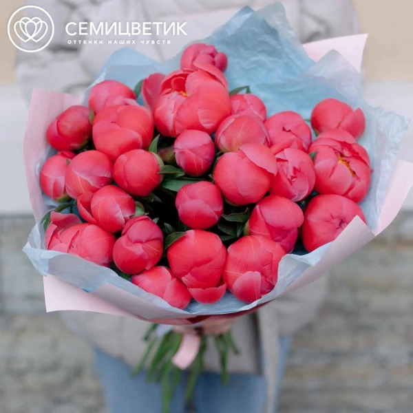 Букет из 25 коралловых пионов Coral Sunset Premium в розовой пленке