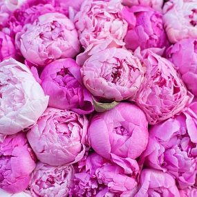 Букет из 101 розового и ярко-розового пиона Standart в упаковке