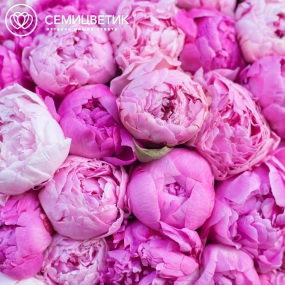 Букет из 101 розового и ярко-розового пиона Standart в упаковке
