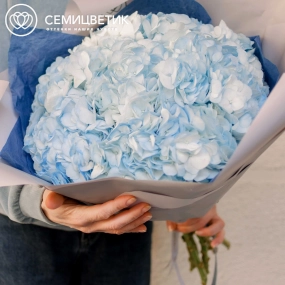 Букет из 7 голубых гортензий в белой пленке
