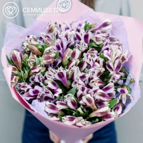 Букет из 23 белых с фиолетовой каймой альстромерий в розовой пленке