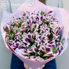 Букет из 23 белых с фиолетовой каймой альстромерий в розовой пленке