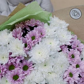Букет из 51 белой и розовой кустовой хризантемы