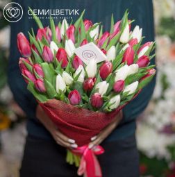 Букет из 51 красного и белого тюльпана