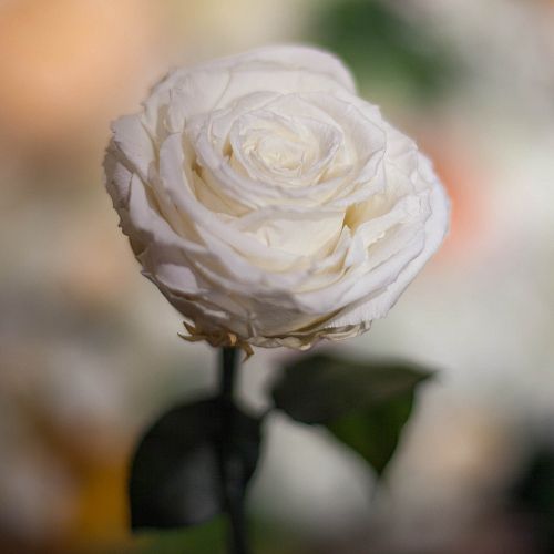 Белая роза в колбе 31 см