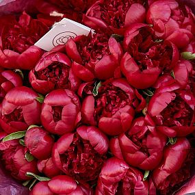 Букет из 19 бордовых пионов Premium