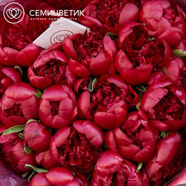 Букет из 19 бордовых пионов Premium