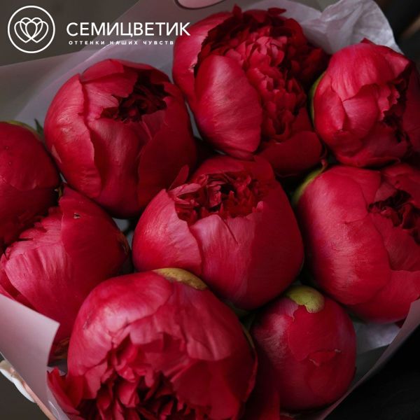 Букет из 9 ярко-розовых пионов Command Performance Premium