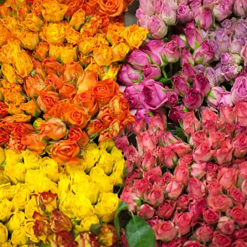 Каких цветов бывают розы: расцветки, названия, виды и сорта