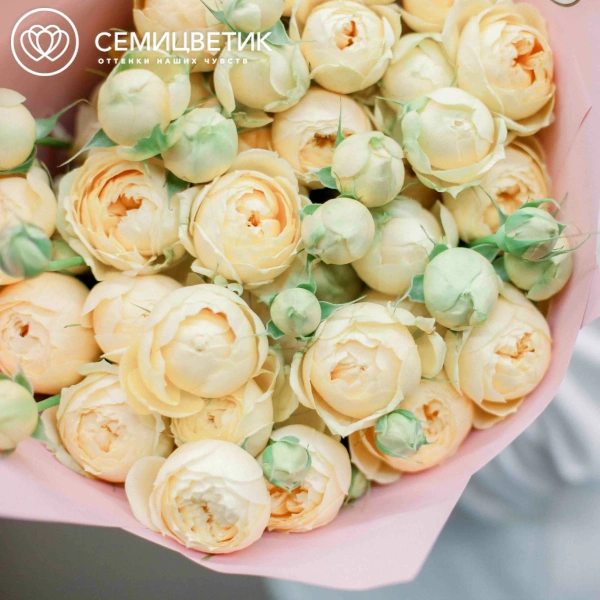 Букет из 15 кремовых кустовых пионовидных роз 70 см (Россия) в розовой пленке