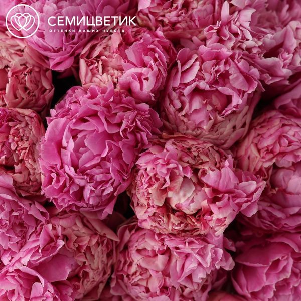 Букет из 25 розовых пионов Bernadette Premium