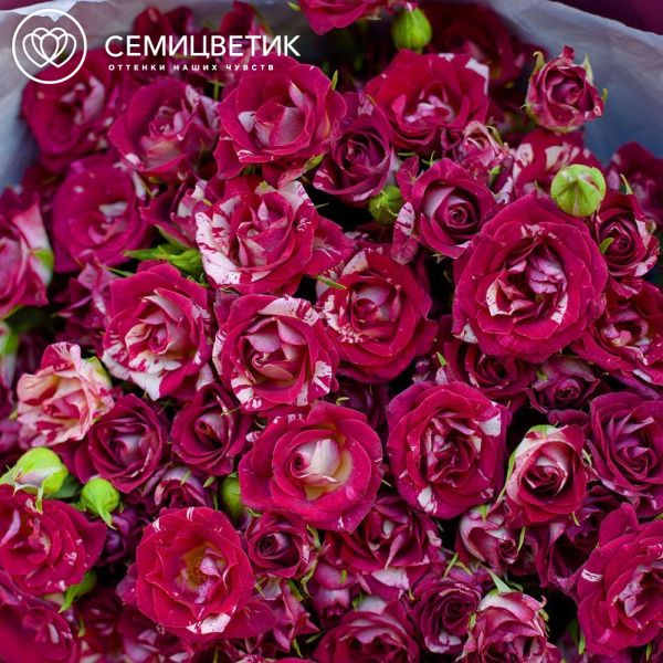 Букет из 21 кустовой розы биколор 40 см (Кения)
