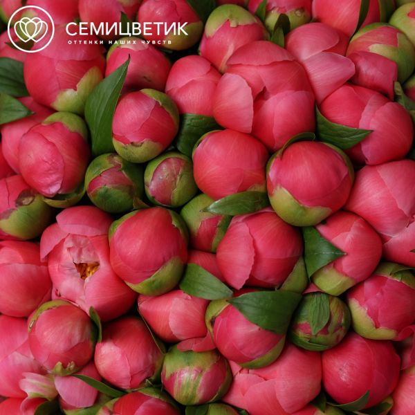 Букет из 151 кораллового пиона Coral Sunset Premium