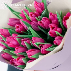 Букет из 25 малиновых тюльпанов в сиреневой пленке