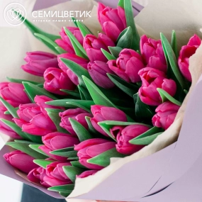 Букет из 25 малиновых тюльпанов в сиреневой пленке