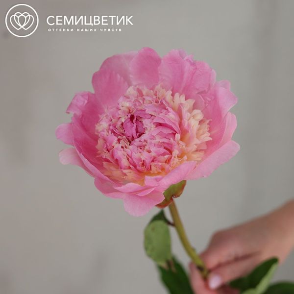 Букет из 51 нежно-розового пиона Angel Cheeks Premium в прозрачной упаковке
