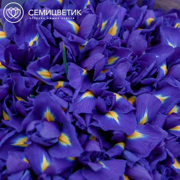 Букет из 51 синего ириса