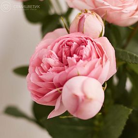 Букет из 5 нежно-розовых пионовидных роз Bridal Piano 40 см