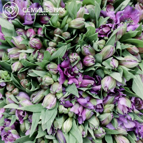 Букет из 51 альстромерии в фиолетовых тонах в кремовой пленке