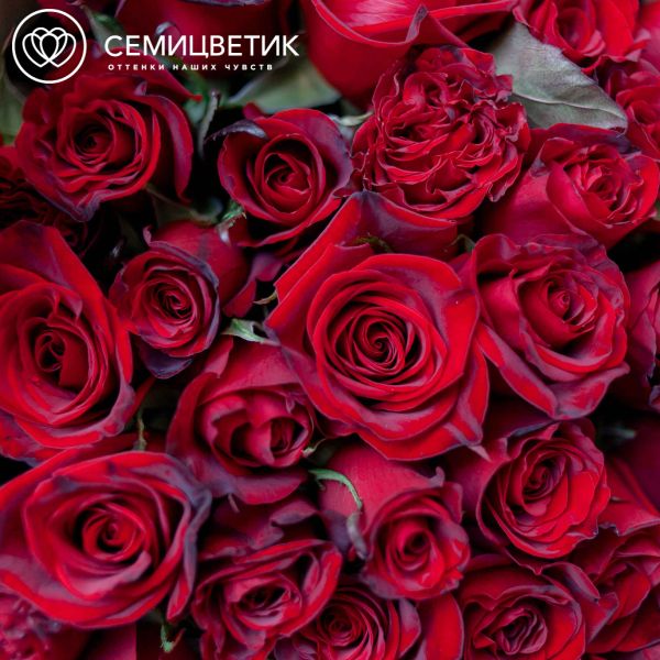 Букет из 51 красной с темной каймой розы Магия 50 см (Россия)