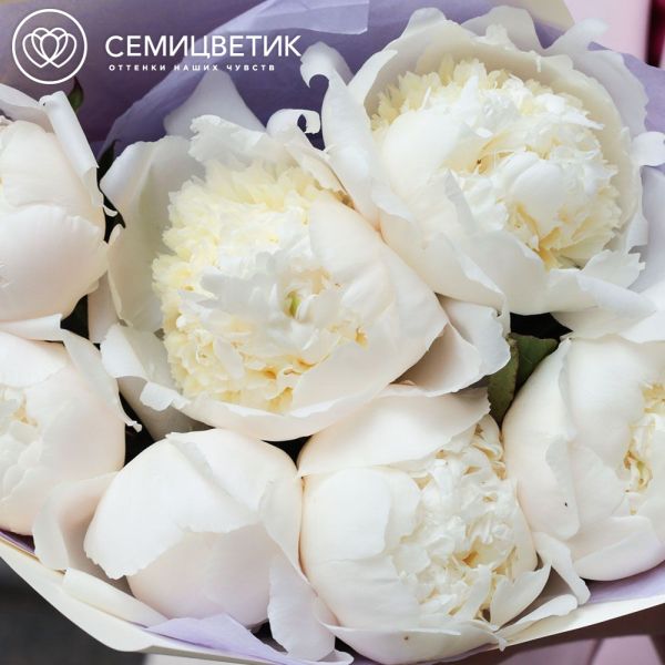 Букет из 7 кремовых пионов Bowl of Cream Premium