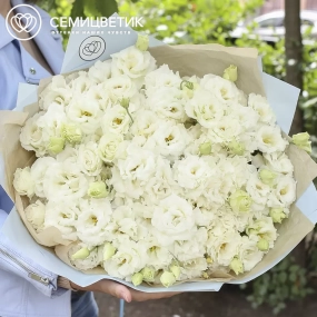 Букет из 51 белого махрового лизиантуса в голубой пленке