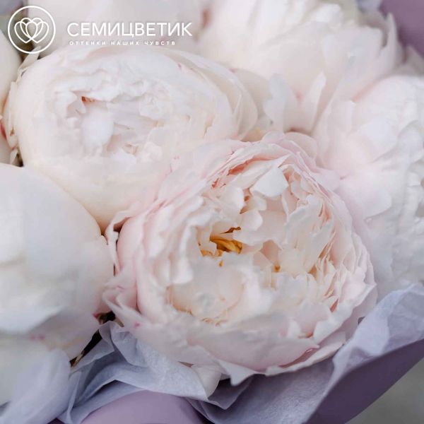 Букет из 7 белых пионов Premium