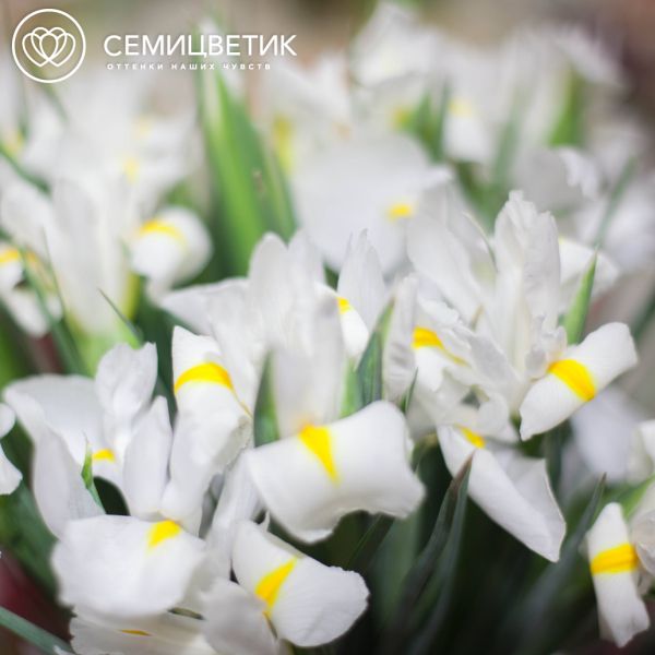 Букет из 15 белых ирисов