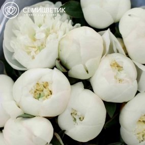 Букет из 15 белых пионов Standart Plus в голубой пленке