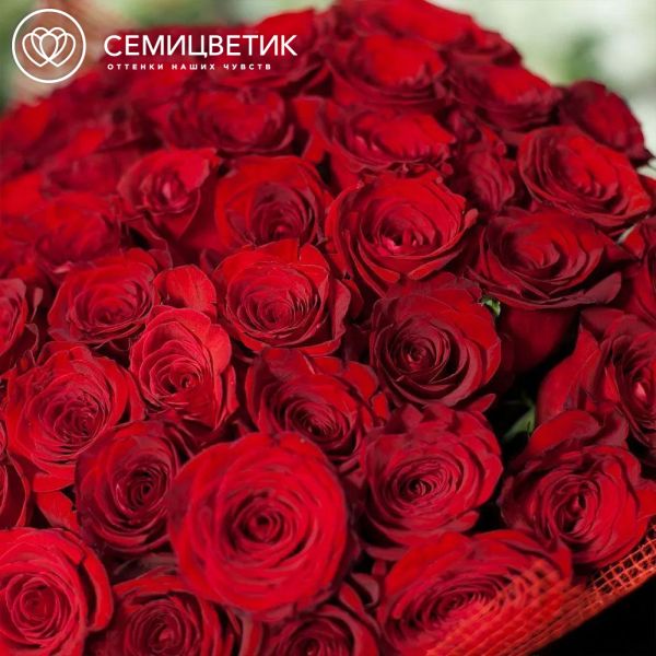 Букет из 51 красной розы Freedom 50 см (Эквадор) в дизайнерской пленке