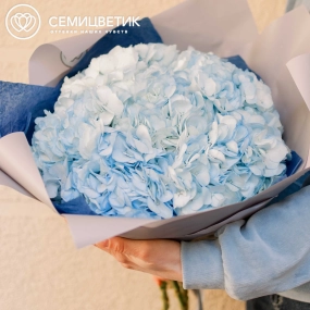 Букет из 7 голубых гортензий в белой пленке