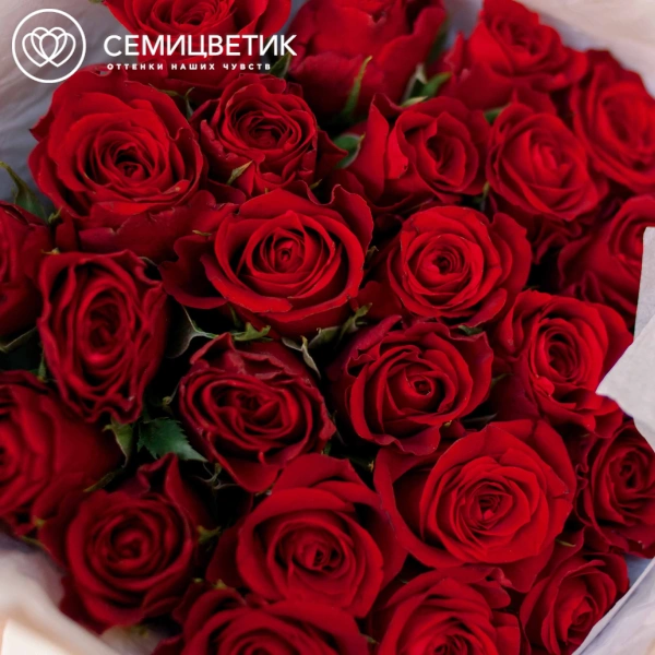 Букет из 35 красных роз 30 см (Кения) в кремовой пленке
