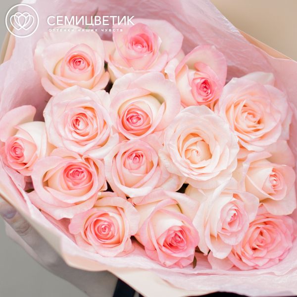 Букет из 15 белых с розовой каймой роз Джамиля 35-40 см (Россия)