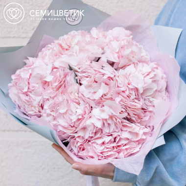 Букет из 5 розовых гортензий в голубой пленке